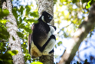 Indri (Indri Indri) Lemur, Andasibe-Mantadia National Park, Madagascar, Africa