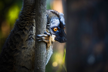 Common Brown Lemur (Eulemur fulvus), Andasibe, Madagascar, Africa