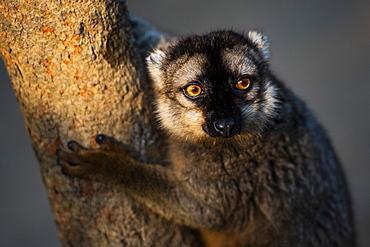 Common Brown Lemur (Eulemur fulvus), Andasibe, Madagascar, Africa