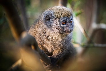 Grey Bamboo Lemur (Hapalemur), Andasibe, Madagascar, Africa