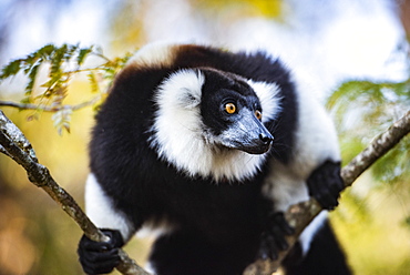 Black and White Ruffed Lemur (Varecia variegata), endemic to Madagascar, Andasibe, Africa