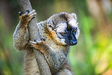 Common Brown Lemur (Eulemur fulvus), Andasibe, Madagascar, Africa