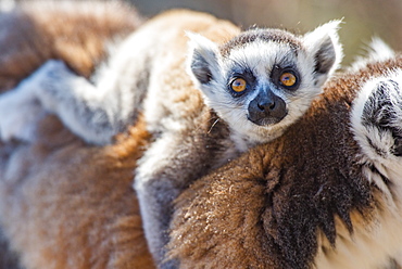 Baby Ring-tailed Lemur (Lemur catta), Anja Community Reserve, Haute Matsiatra Region, Madagascar, Africa