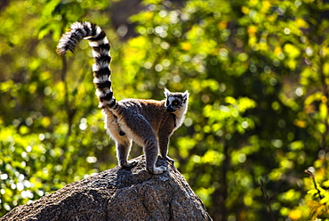 Ring-tailed Lemur (Lemur catta), Anja Community Reserve, Haute Matsiatra Region, Madagascar, Africa