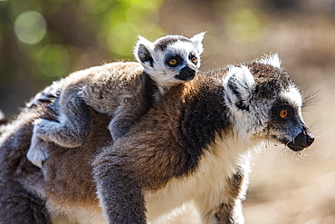 Ring-tailed Lemur and its baby (Lemur catta), Anja Community Reserve, Haute Matsiatra Region, Madagascar, Africa