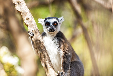 Ring-tailed Lemur (Lemur catta), Anja Community Reserve, Haute Matsiatra Region, Madagascar, Africa