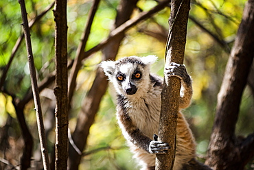 Ring-tailed Lemur (Lemur catta), Anja Community Reserve, Haute Matsiatra Region, Madagascar, Africa