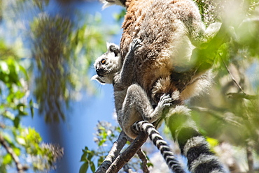 Baby Ring-tailed Lemur (Lemur catta), Anja Community Reserve, Haute Matsiatra Region, Madagascar, Africa