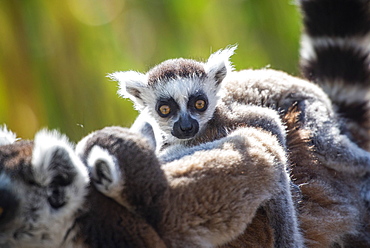 Baby Ring-tailed Lemur (Lemur catta), Anja Community Reserve, Haute Matsiatra Region, Madagascar, Africa