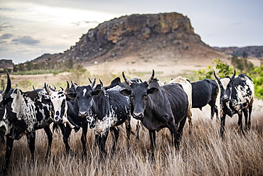 Zebu herd, Isalo National Park, Ihorombe Region, Southwest Madagascar, Africa