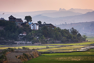 Rice paddy fields at sunset, near Ranomafana, Haute Matsiatra Region, Madagascar, Africa