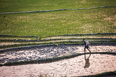 Rice paddy fields at sunser, near Ranomafana, Haute Matsiatra Region, Madagascar, Africa