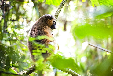 Golden Bamboo Lemur (Hapalemur aureus), Ranomafana National Park, Haute Matsiatra Region, Madagascar, Africa