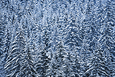 Snowy forest winter landscape, Avoriaz, Port du Soleil, Auvergne Rhone Alpes, French Alps, France, Europe