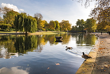 Autumn in Regents Park, one of the Royal Parks of London, England, United Kingdom, Europe