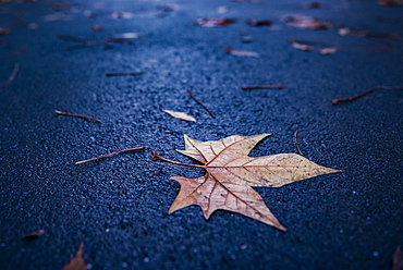 Autumn in Regents Park, one of the Royal Parks of London, England, United Kingdom, Europe