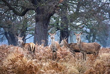 Red Deer (Cervus elaphus) in Richmond Park, Richmond, London, England, United Kingdom, Europe