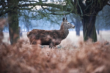 Red Deer (Cervus elaphus) in Richmond Park, Richmond, London, England, United Kingdom, Europe