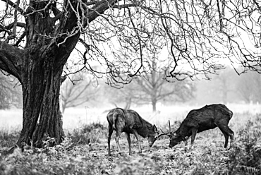 Red Deer (Cervus elaphus) in Richmond Park, Richmond, London, England, United Kingdom, Europe