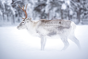 Reindeer at Torassieppi Reindeer Farm, Lapland, Finland, Europe