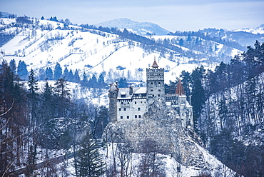 Bran Castle covered in snow in winter, Transylvania, Romania, Europe