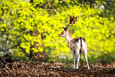 Roe Deer in Richmond Park, London, England, United Kingdom, Europe