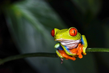 Red-eyed tree frog (Agalychnis callidryas), Sarapiqui, Heredia Province, Costa Rica, Central America