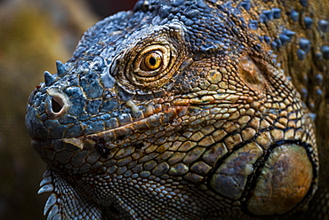 Green iguana (Iguana iguana) near La Fortuna, Arenal, Alajuela Province, Costa Rica, Central America