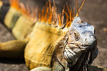 Green iguana (Iguana iguana) near La Fortuna, Arenal, Alajuela Province, Costa Rica, Central America