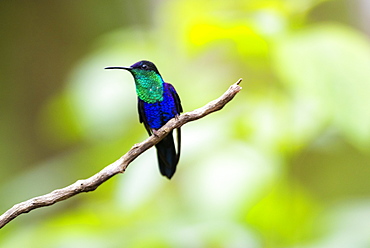 Crowned Woodnymph (Thalurania colombica) a species of Hummingbird at Arenal Volcano National Park, Alajuela Province, Costa Rica, Central America