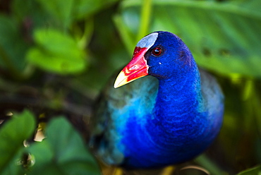 Purple Gallinule (Porphyrio Martinicus), a type of Swamphen at Boca Tapada, Alajuela Province, Costa Rica, Central America