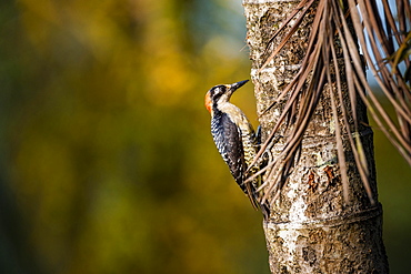 Black cheeked Woodpecker (Melanerpes Pucherani), Boca Tapada, Alajuela Province, Costa Rica, Central America