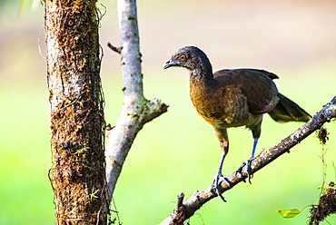 Gray-headed Chachalaca (Ortalis cinereiceps), Boca Tapada, Alajuela Province, Costa Rica, Central America