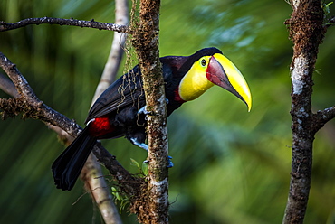 Chestnut-mandibled Toucan or Swainsons Toucan (Ramphastos ambiguus swainsonii), Boca Tapada, Alajuela Province, Costa Rica, Central America