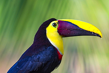 Chestnut-mandibled Toucan or Swainsons Toucan (Ramphastos ambiguus swainsonii), Boca Tapada, Alajuela Province, Costa Rica, Central America