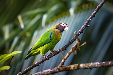 Brown-hooded Parrot (Pyrilia haematotis), Boca Tapada, Alajuela Province, Costa Rica, Central America