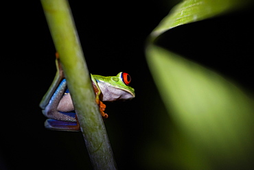 Red-Eyed Tree Frog (Agalychnis callidryas), Boca Tapada, Alajuela Province, Costa Rica, Central America