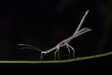 Stick Insect (Phasmatodea) (Walking Stick Insect), Boca Tapada, Alajuela Province, Costa Rica, Central America