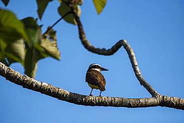 Great Kiskadee (Pitangus sulphuratus), Boca Tapada, Alajuela Province, Costa Rica, Central America