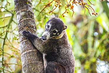 Coati (Nasua Nasua) (Coatimundis), Boca Tapada, Alajuela Province, Costa Rica, Central America