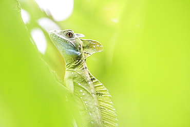 Green Plumed Basilisk Lizard (Basiliscus plumifrons), Boca Tapada, Alajuela Province, Costa Rica, Central America