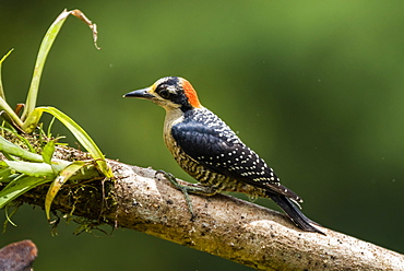 Black-cheeked Woodpecker (Melanerpes pucherani), Boca Tapada, Alajuela Province, Costa Rica, Central America