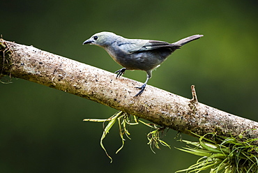 Palm Tanager (Thraupis palmarum), Boca Tapada, Alajuela Province, Costa Rica, Central America