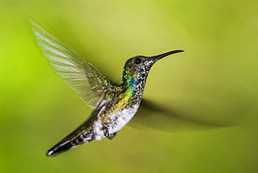 White-necked Jacobin (Florisuga mellivora) (Collared Hummingbird), Boca Tapada, Alajuela Province, Costa Rica, Central America