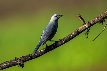 Blue Gray Tanager (Thraupis Episcopus), Boca Tapada, Alajuela Province, Costa Rica, Central America