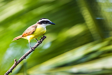 Great Kiskadee (Pitangus Sulphuratus), Boca Tapada, Alajuela Province, Costa Rica, Central America