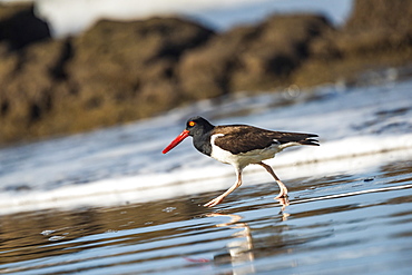 American Oystercatcher (Haematopus palliatus), Playa Arco Beach, Uvita, Marino Ballena National Park, Pacific Coast Costa Rica, Central America