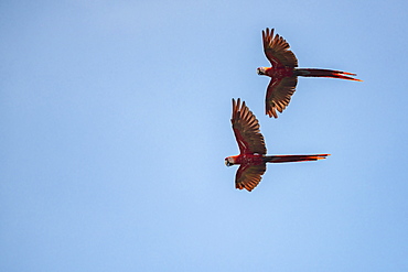 Pair of Scarlet Macaw (Ara macao), Tarcoles River, Carara National Park, Puntarenas Province, Costa Rica, Central America