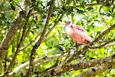 Roseate Spoonbill (Platalea ajaja), Tarcoles River, Carara National Park, Puntarenas Province, Costa Rica, Central America