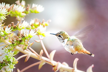 Volcano Hummingbird (Selasphorus flammula), San Gerardo de Dota, San Jose Province, Costa Rica, Central America